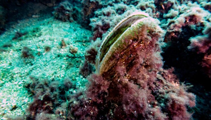 Marmara Denizi’nde müsilaj mücadelesi: Deniz çayırları ve pina midyeler