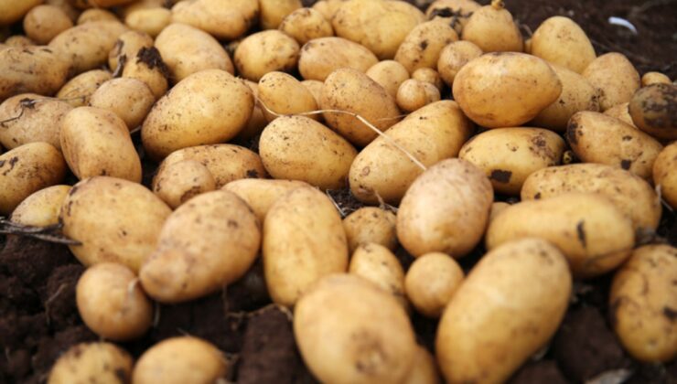 Martta fiyatı en çok artan ürün patates, en fazla düşen uçak bileti oldu