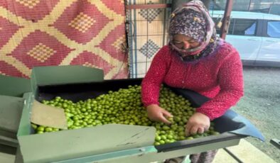 Mersin, Silifke’de don vuran eriğin kilosu 450 liradan satılıyor