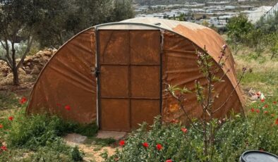 Mersin’de gizlice kenevir bahçesi kurdu