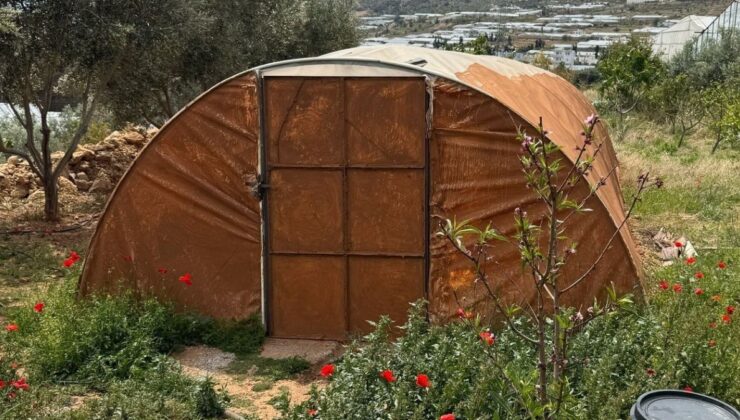 Mersin’de gizlice kenevir bahçesi kurdu