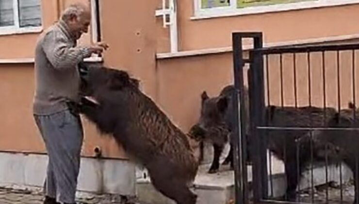 Muğla’da okul bahçesine inen domuzları ekmekle besledi