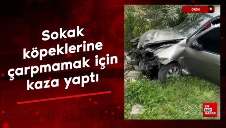 Ordu’da sokak köpeklerine çarpmamak için kaza yaptı
