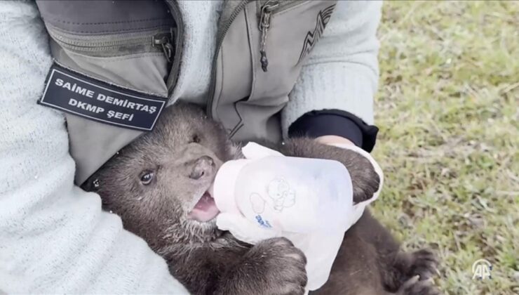 Orman işçilerinin Karabük’te bulduğu yavru ayı ‘Bulut’a özel bakım