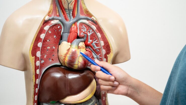 Orta yaş grubu için ciddi risk: Aort yırtılması kalp krizi ve felçle sonuçlanabilir