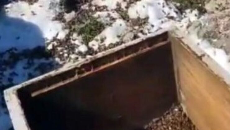 Osmaniye’de aç kalan ayılar, arı kovanlarına saldırdı