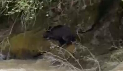 Rize’de dereye düşen domuza bağırarak karaya çıkarmaya çalıştılar