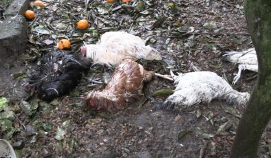 Rize’de sokak köpekleri kümesteki tavuklara saldırdı