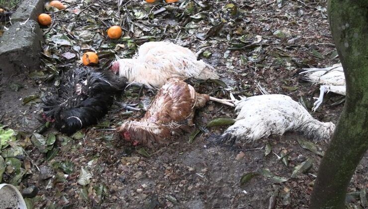 Rize’de sokak köpekleri kümesteki tavuklara saldırdı
