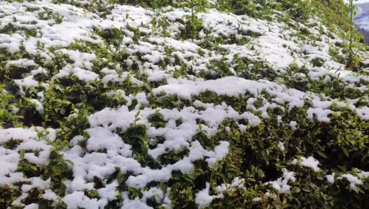 Rize’de zirai don felaketi çay üreticilerini vurdu