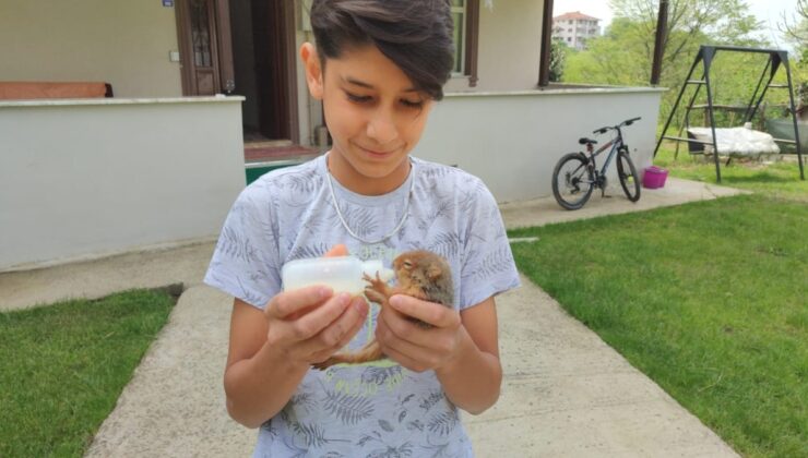 Sakarya’da bulduğu yavru sincabı biberonla besliyor