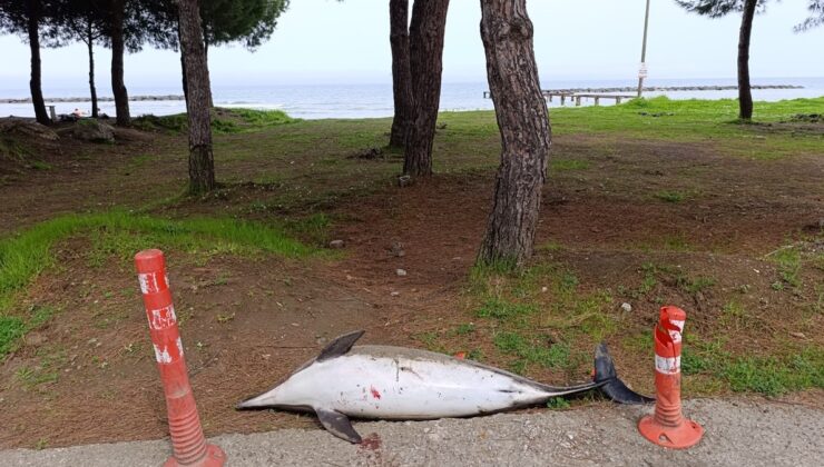 Samsun’da sahile ölü yunus vurdu