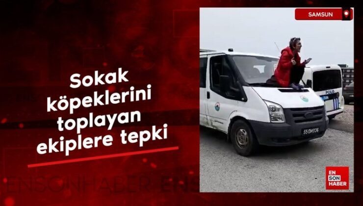 Samsun’da sokak köpeklerini toplayan ekiplere tepki