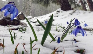 Sarıkamış’ta baharın ilk işaretleri: Kardelenler ve göçmen kuşlar