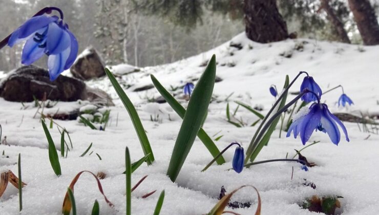 Sarıkamış’ta baharın ilk işaretleri: Kardelenler ve göçmen kuşlar