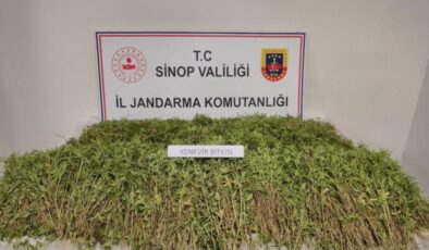 Sinop’ta bahçesinde 31 bin kök kenevir bulunan vatandaşın şaşırtan savunması