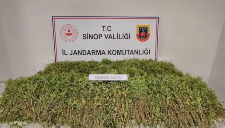 Sinop’ta bahçesinde 31 bin kök kenevir bulunan vatandaşın şaşırtan savunması