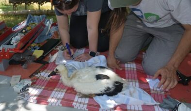 Sinop’ta yavruyken halka takılan leylek, Güney Afrika’da görüldü