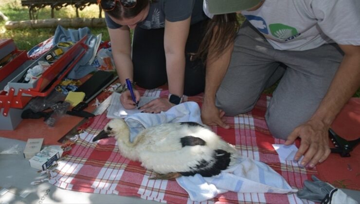 Sinop’ta yavruyken halka takılan leylek, Güney Afrika’da görüldü