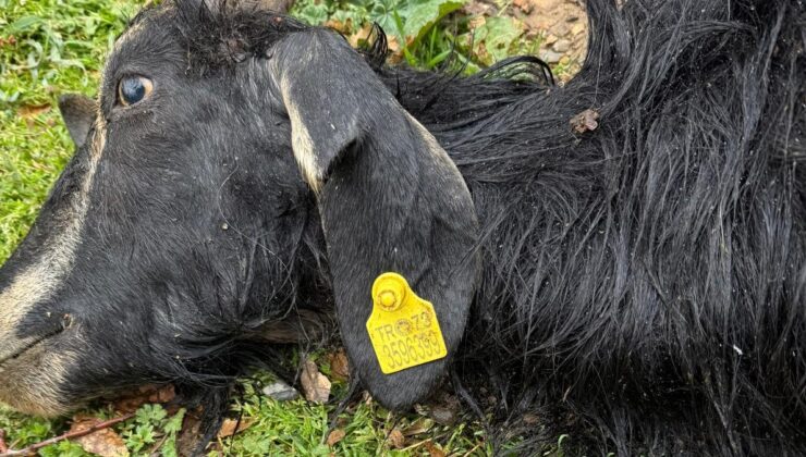 Şırnak’ta sokak köpekleri keçilere saldırdı