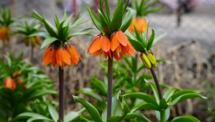 Şırnak’ta “ters laleler” açtı: Koparana 244 bin lira ceza