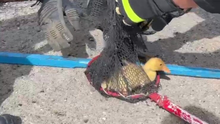 Sivas’ta rögara düşen yavru ördeği itfaiye kurtardı