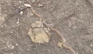 Tekirdağ’da tırtıl konvoyu: Sakın dokunmayın