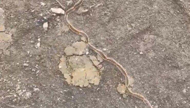 Tekirdağ’da tırtıl konvoyu: Sakın dokunmayın