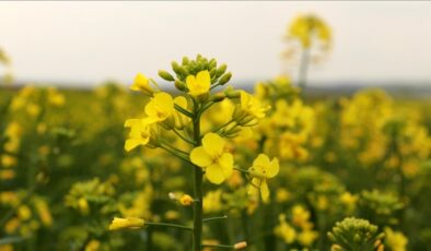 Tekirdağ’ın ‘sarı gelini’ açtı