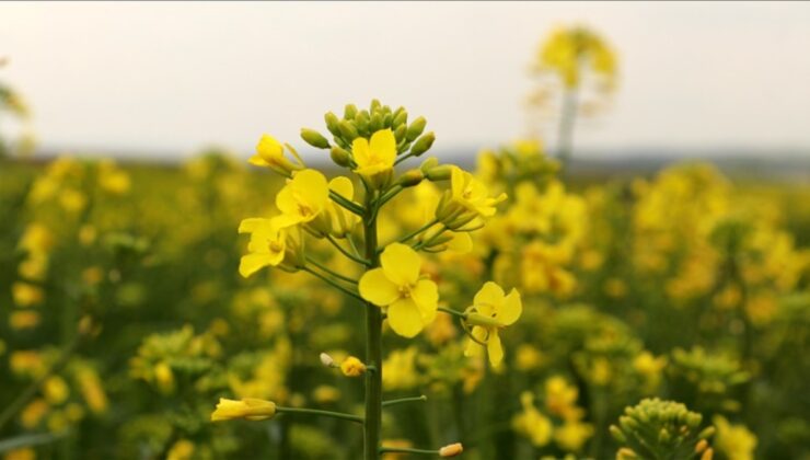 Tekirdağ’ın ‘sarı gelini’ açtı
