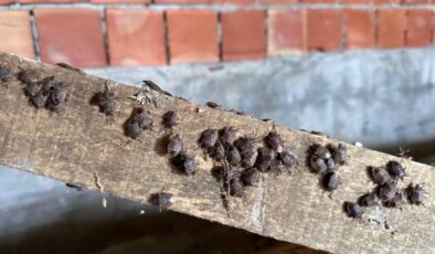 Trabzon’da kahverengi kokarca kış uykusundan erken uyandı! Samuray arıları doğaya salındı