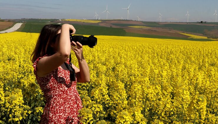 Trakya’da tarlalar fotoğraf stüdyosu gibi