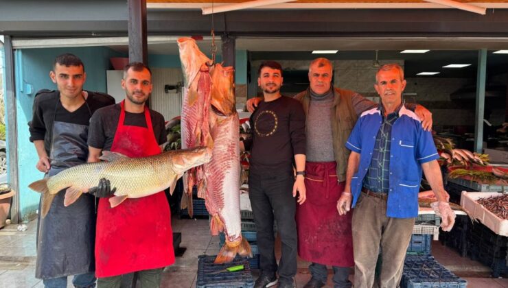 Tunceli’de biri 100 kiloluk 3 turna balığı yakaladı