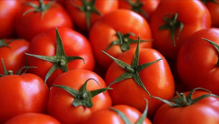 Türkiye ilk çeyrekte 161,6 milyon dolarlık domates ihracatı yaptı