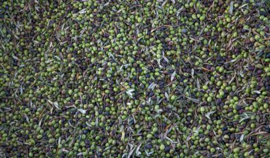 Türkiye sofralık zeytin üretiminde dünyada zirveye yerleşti
