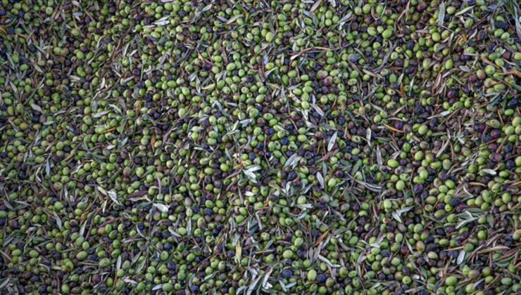 Türkiye sofralık zeytin üretiminde dünyada zirveye yerleşti