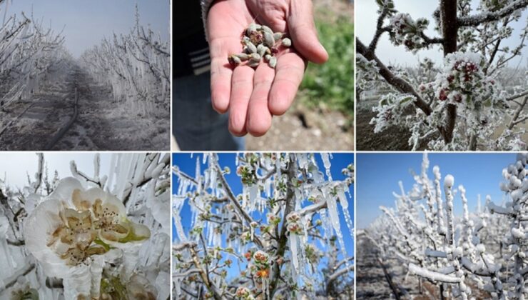 Üreticilerin kabusu zirai don, sigortanın önemini gündeme getirdi