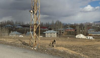 Van’da köpek korkusuyla direğe tırmanan kediyi vatandaşlar indirdi