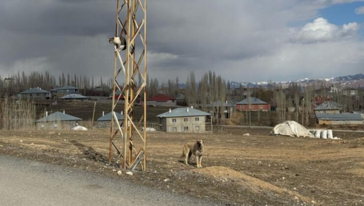 Van’da köpek korkusuyla direğe tırmanan kediyi vatandaşlar indirdi