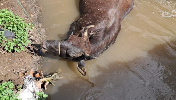 Yozgat’ta büyükbaş hayvan cesedini dereye attılar