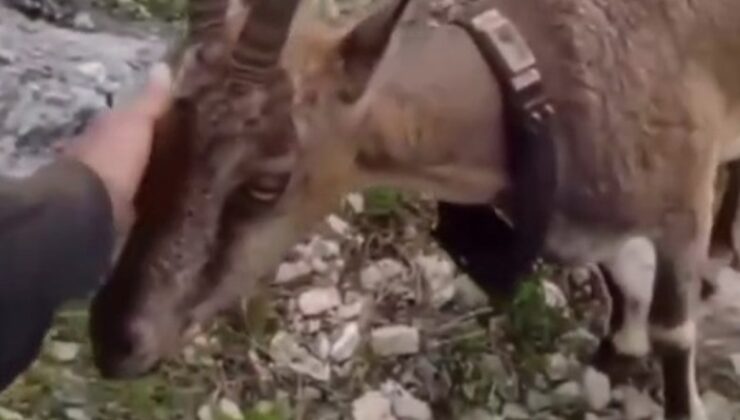 Yozgat’ta doğaya salınan yaban keçisiyle vatandaşın diyaloğu