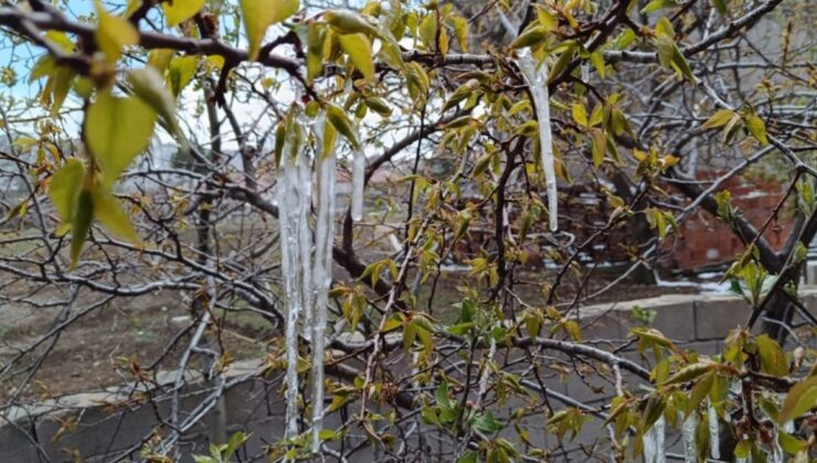 Yozgat’ta zirai don meyve ağaçlarını vurdu