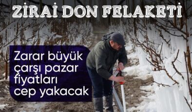 Zirai don felaketinin boyutları büyüdü! Fiyatlara yansıması bekleniyor