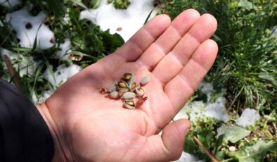 Zirai don Türkiye’nin birçok ilde etkili oldu
