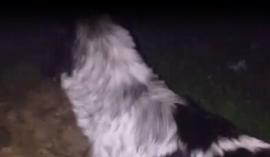 Zonguldak’ta dere yatağına düşen köpeğin imdadına ekipler yatişti