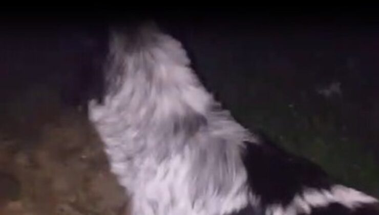 Zonguldak’ta dere yatağına düşen köpeğin imdadına ekipler yatişti