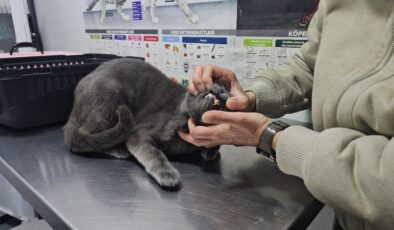 Zonguldak’ta kediye altından diş yapıldı