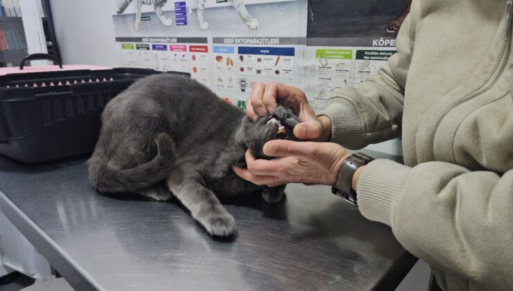 Zonguldak’ta kediye altından diş yapıldı