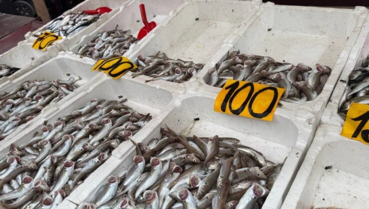 Zonguldak’ta mezgitin kilosu 100 liraya geriledi