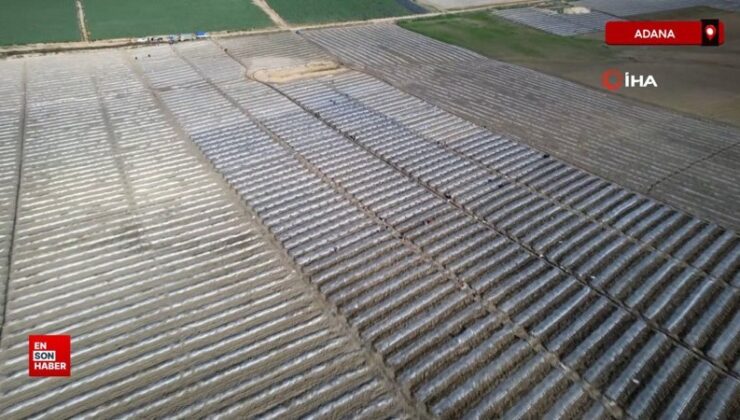 Adana karpuzunda hasat yaklaşıyor: Kilosu 10 liradan alıcı bulacak